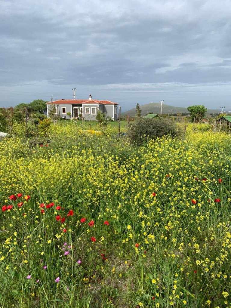 Adayel Bagevi & Butik Otel Tenedos Buitenkant foto